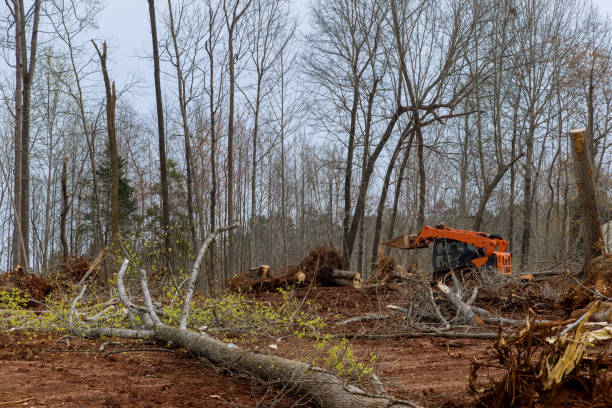 Reliable River Edge, NJ Tree Care Solutions