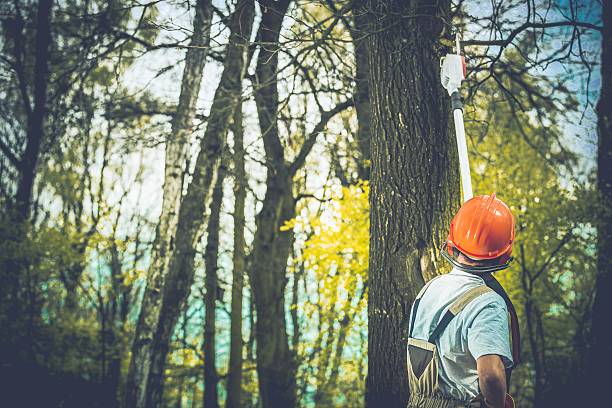 Best Fruit Tree Pruning  in River Edge, NJ