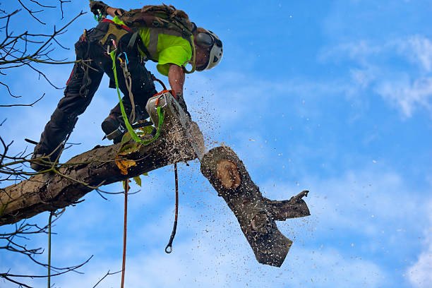 Leaf Removal in River Edge, NJ